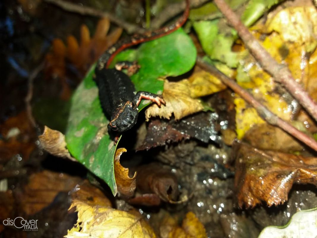 4.0 salamandra tercigridata