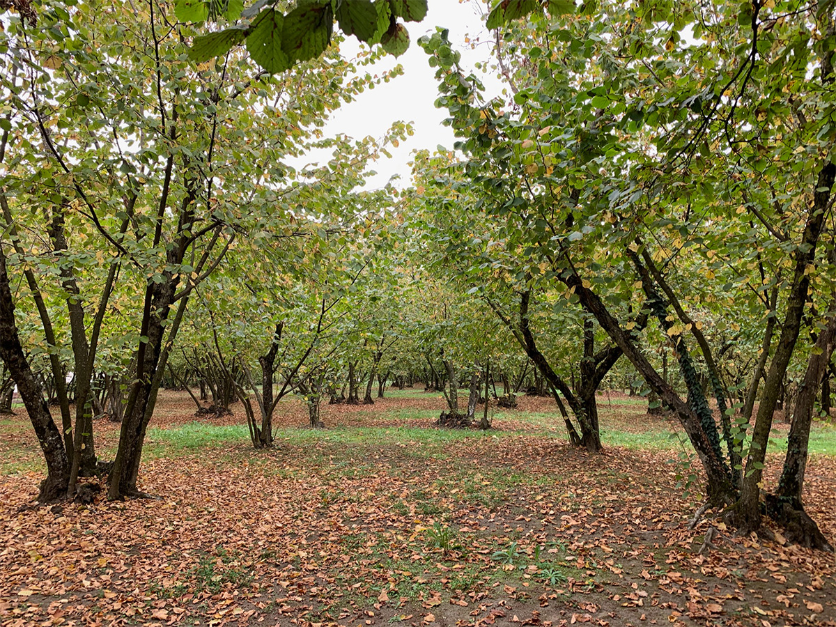 nocciole irpinia