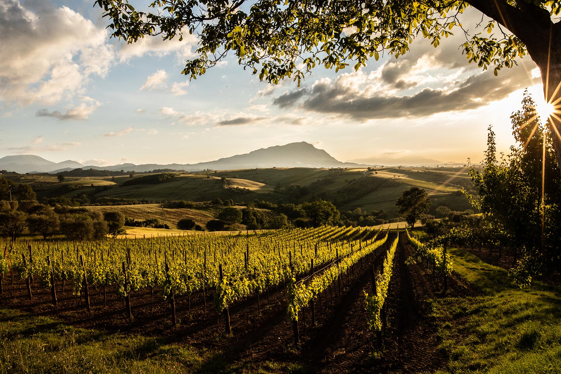 TAURASI - La città del vino