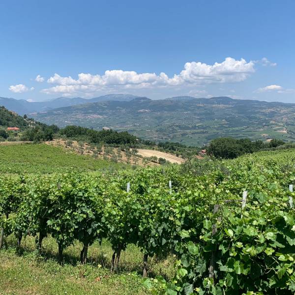 The hundred years of Cantina Iannella in Torrecuso, a family history linked to the wine