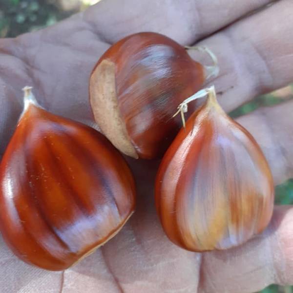 Enzeta, Panarana and Selvaggia, the ladies of the autumn in Vitulano